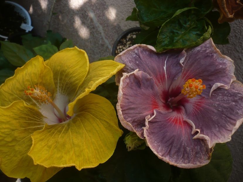 P1450201 - HIBISCUSI 2020-2