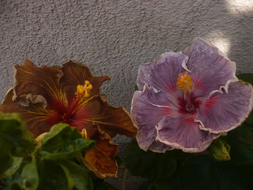 P1450202 - HIBISCUSI 2020-2