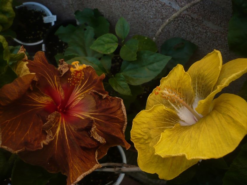 P1450203 - HIBISCUSI 2020-2