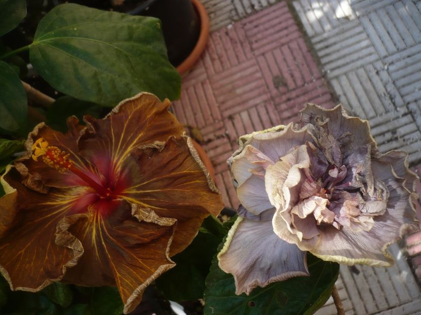 P1450204 - HIBISCUSI 2020-2