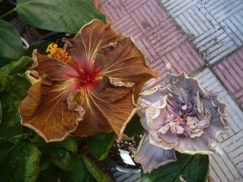 P1450205 - HIBISCUSI 2020-2