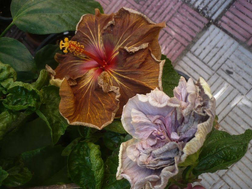 P1450206 - HIBISCUSI 2020-2