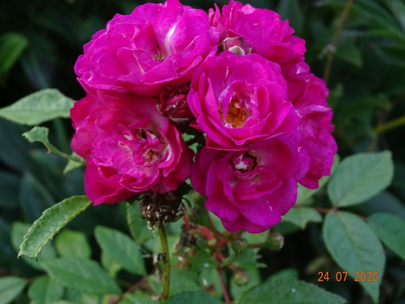 Dinky - Trandafiri 3