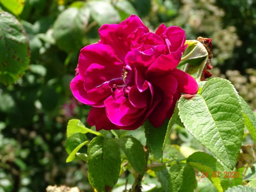 Ruskin - Trandafiri 3