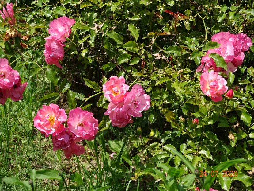  - Trandafiri 3