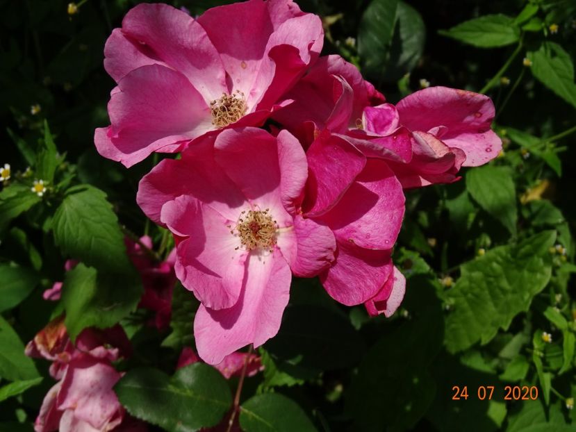 Betty Prior - Trandafiri 3