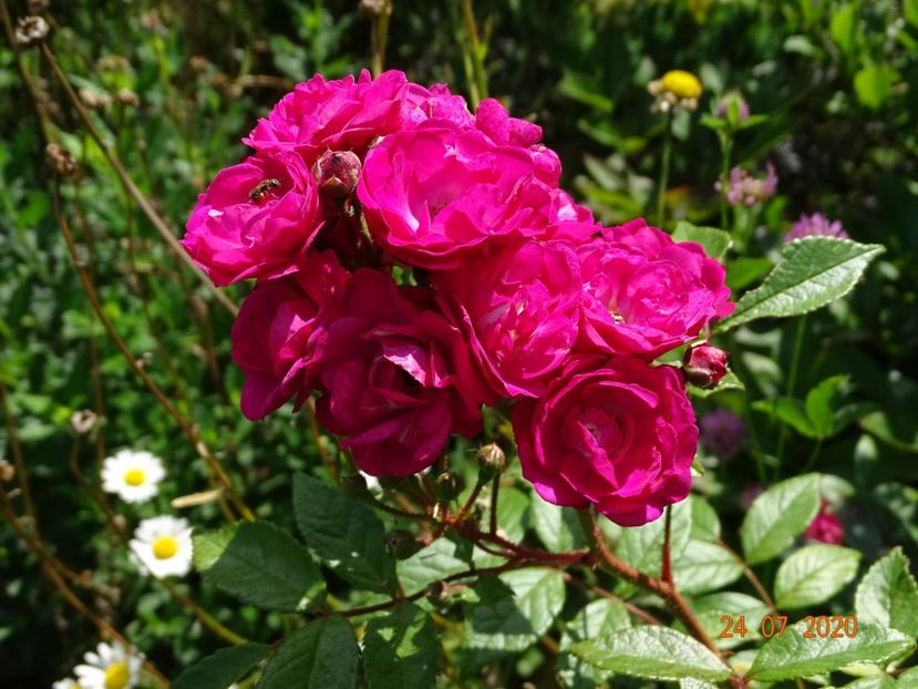  - Trandafiri 3