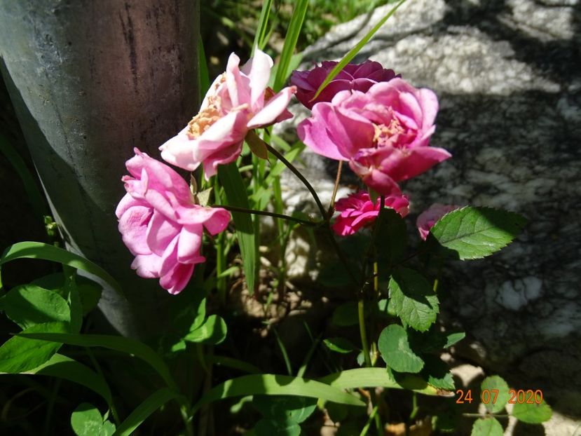 seedling - Trandafiri 3