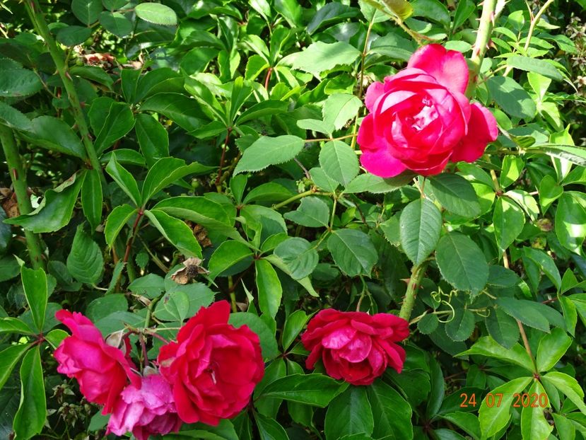  - Trandafiri 3
