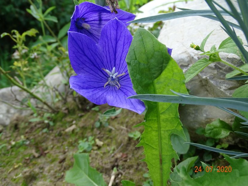  - Stancarie 2020 - inceputuri