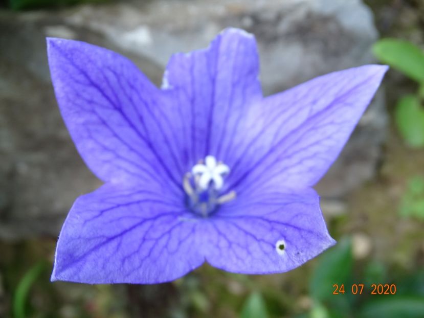  - Stancarie 2020 - inceputuri