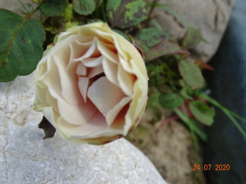  - Stancarie 2020 - inceputuri