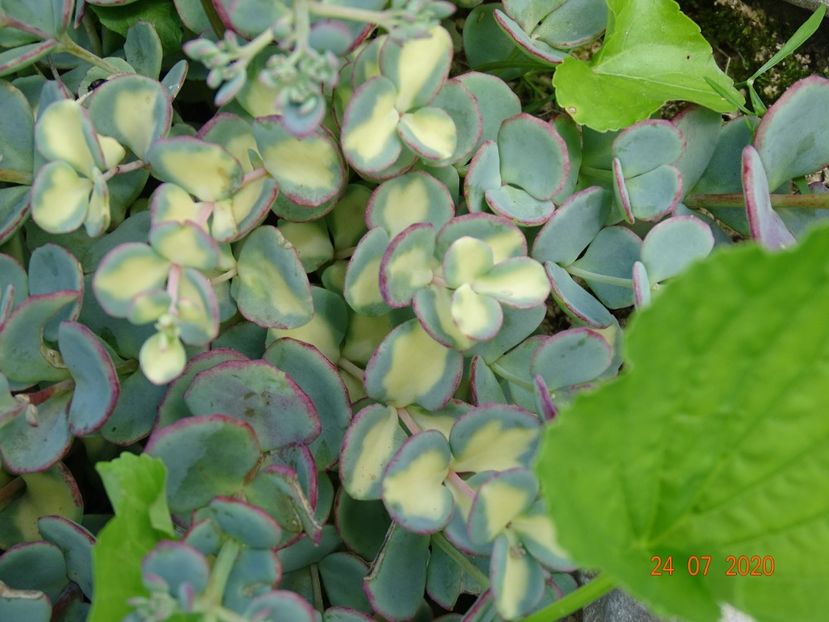  - Stancarie 2020 - inceputuri