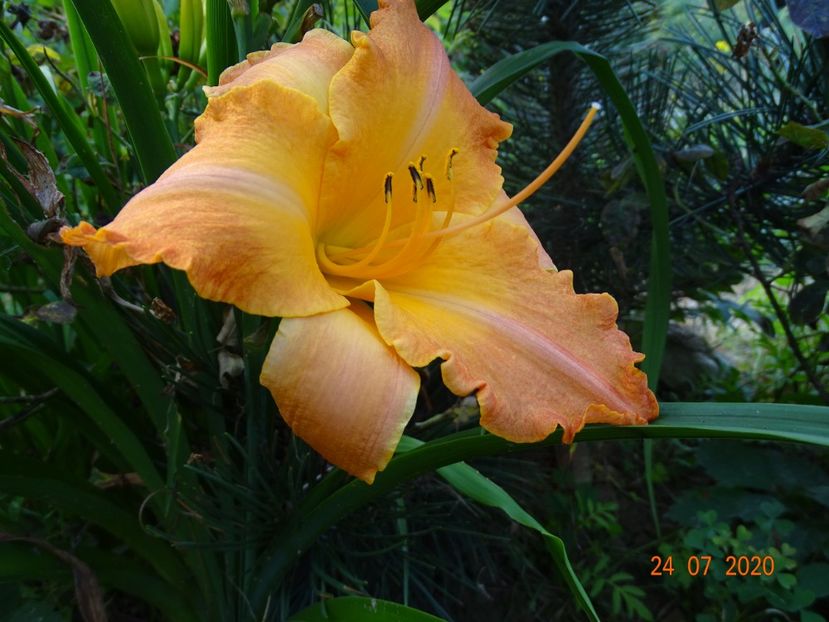 Senegal - Dobarland 2020 4