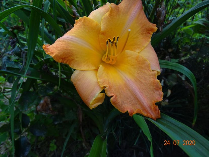 Senegal - Dobarland 2020 4