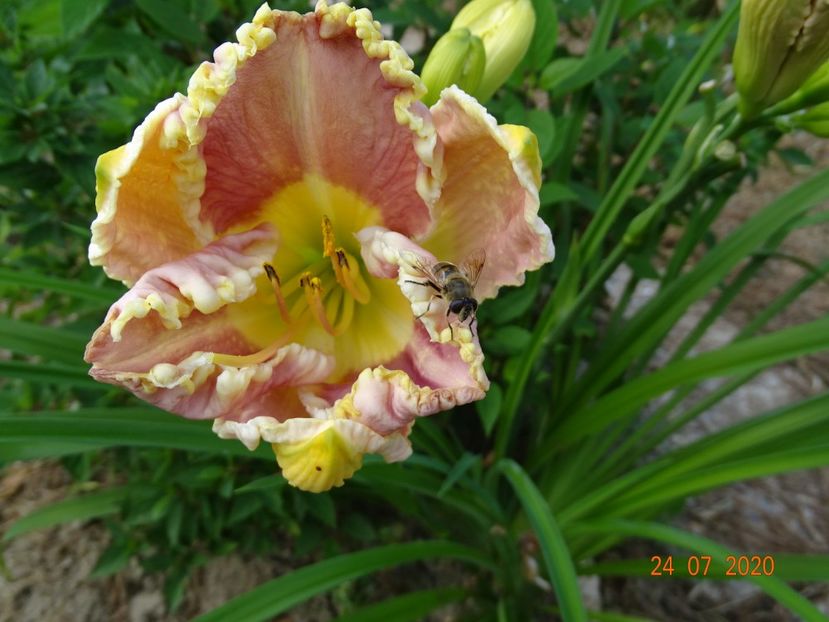 Lavender Tutu - Dobarland 2020 4