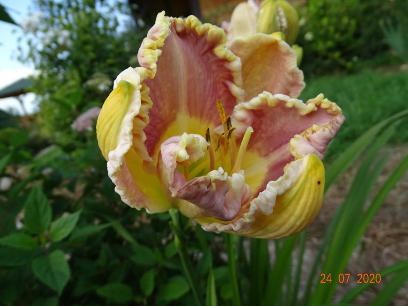 Lavender Tutu - Dobarland 2020 4