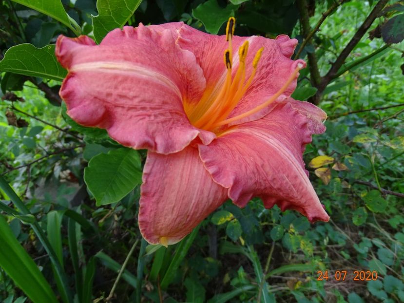 Pretty Fancy - Dobarland 2020 4