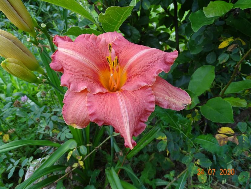 Pretty Fancy - Dobarland 2020 4