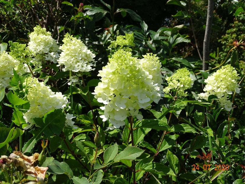 hydrangea pan. Magical Moonlight - Dobarland 2020 4