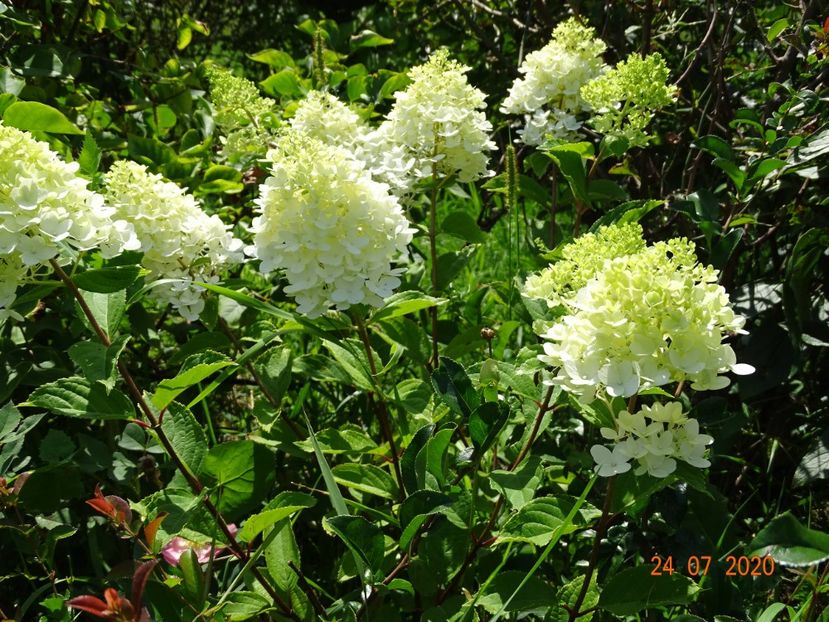 hydrangea pan. Magical Moonlight - Dobarland 2020 4