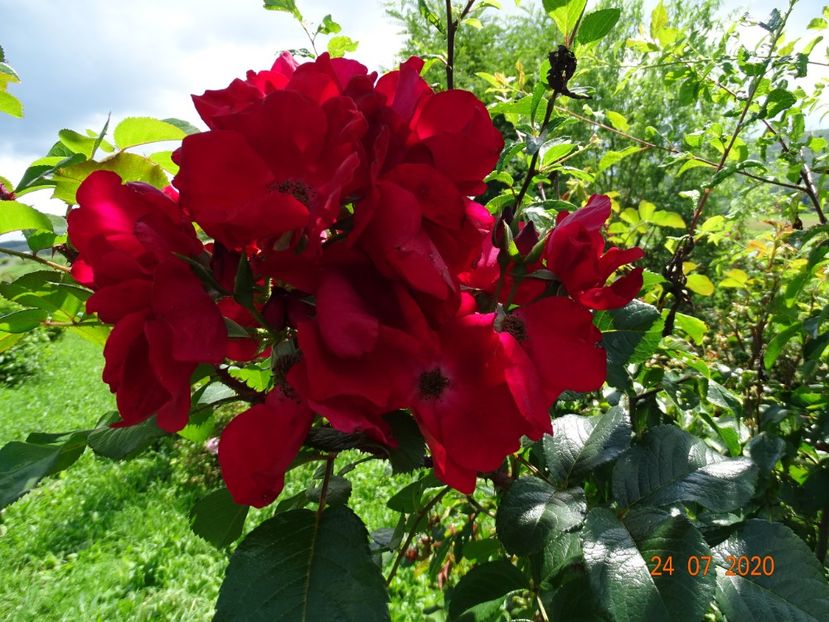  - Trandafiri 3