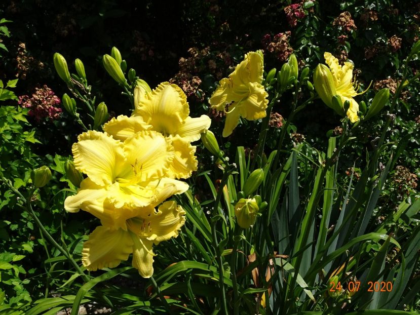 Yazoo Elsie Hintson - Dobarland 2020 4