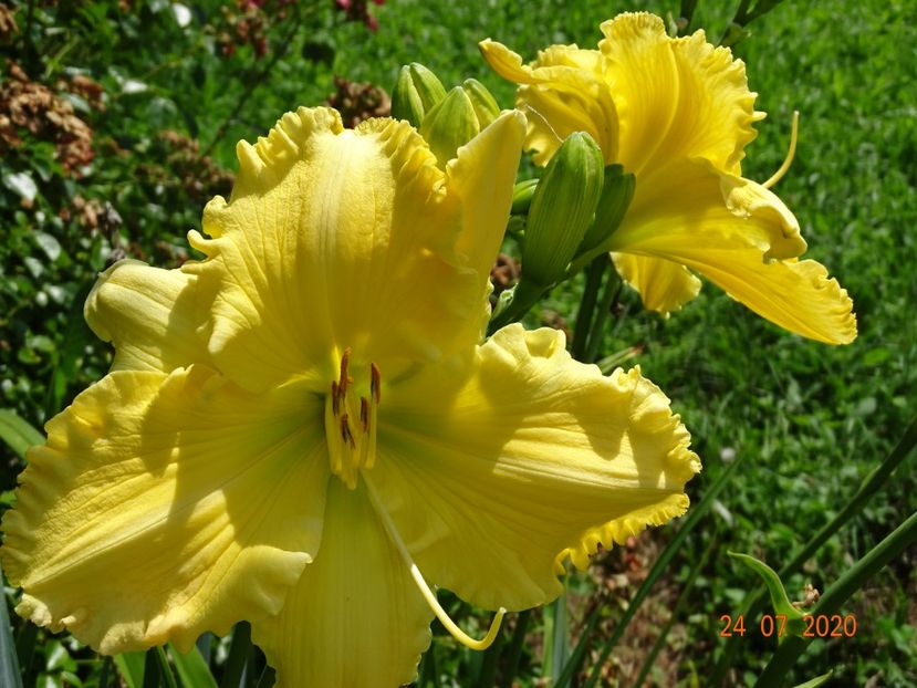 Yazoo Elsie Hintson - Dobarland 2020 4