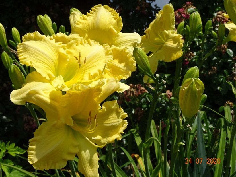 Yazoo Elsie Hintson - Dobarland 2020 4