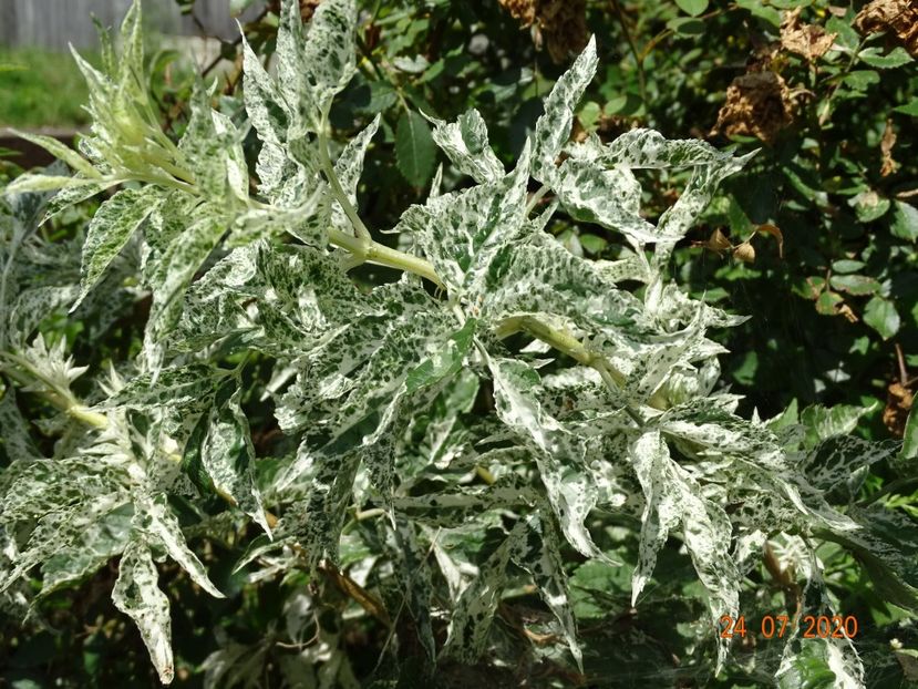 sambucus nigra Pulverulenta - Dobarland 2020 4