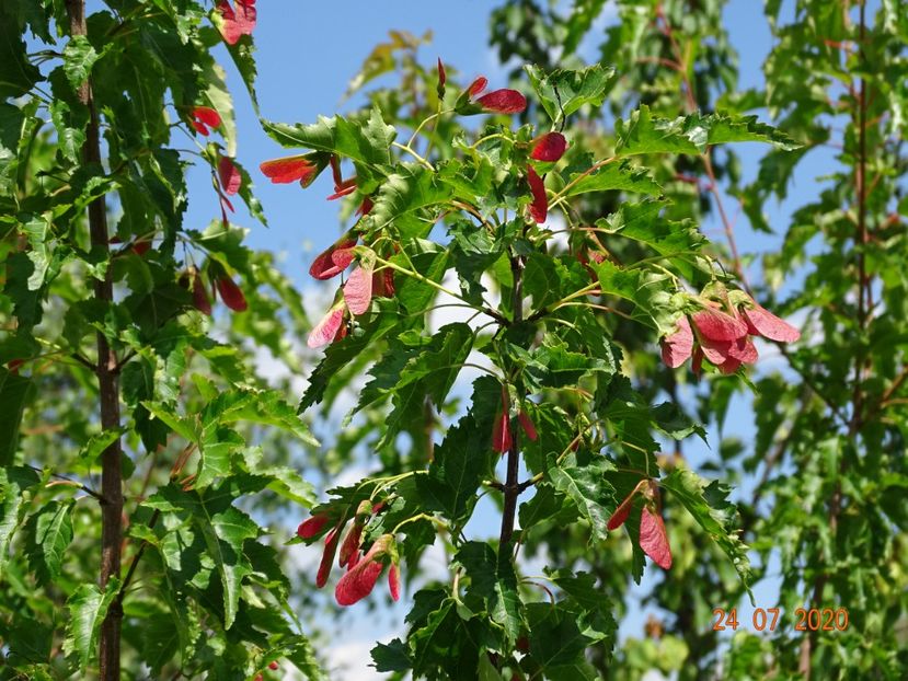 acer tataricum - Dobarland 2020 4