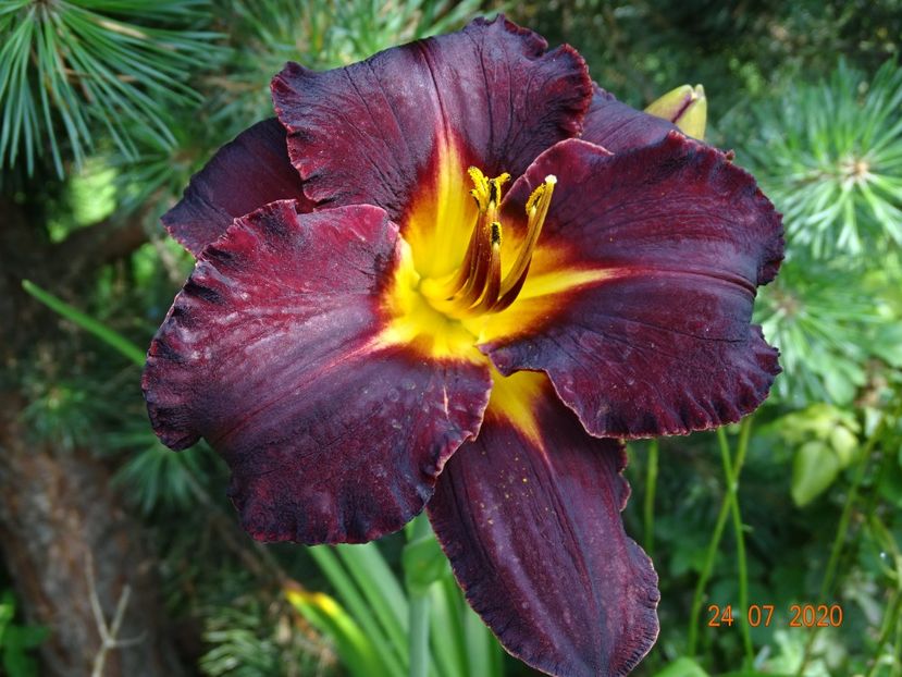 Longfield's Black Magic - Dobarland 2020 4