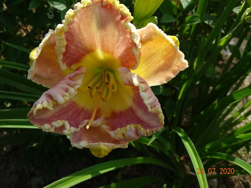 Lavender Tutu - Dobarland 2020 4