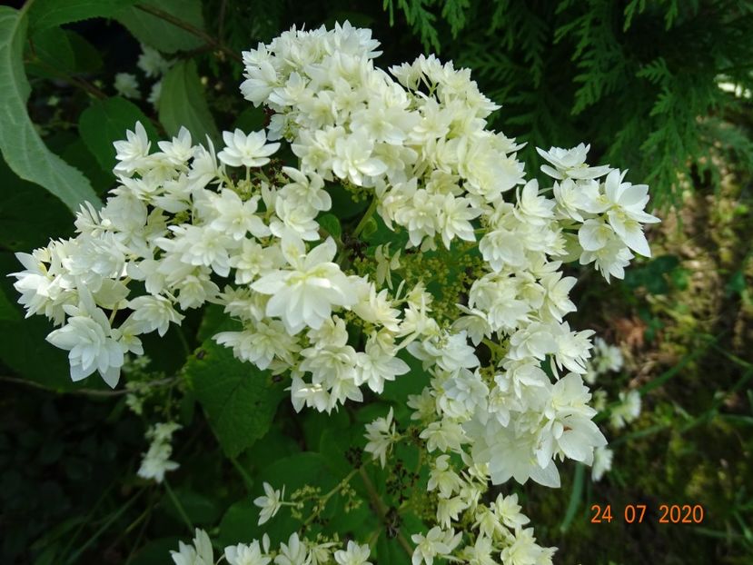 hydrangea arb. Hayes Starburst - Dobarland 2020 4