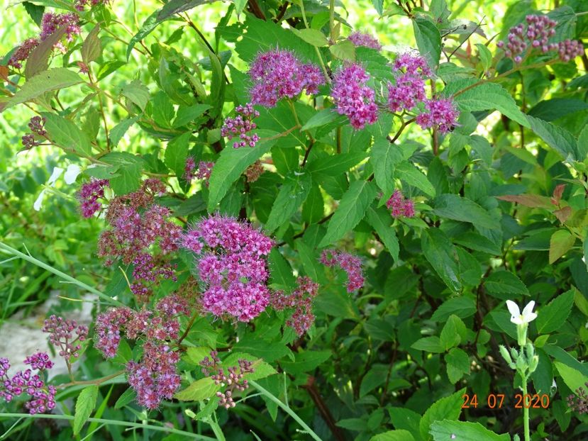 spiraea Froebelii - Dobarland 2020 4