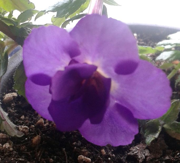 14-Venice - 2020- ACHIMENES