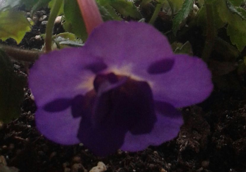 14-Venice - 2020- ACHIMENES