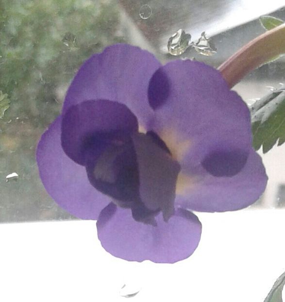 14-Venice - 2020- ACHIMENES