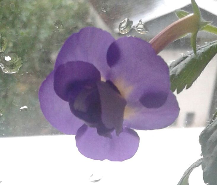 14-Venice - 2020- ACHIMENES