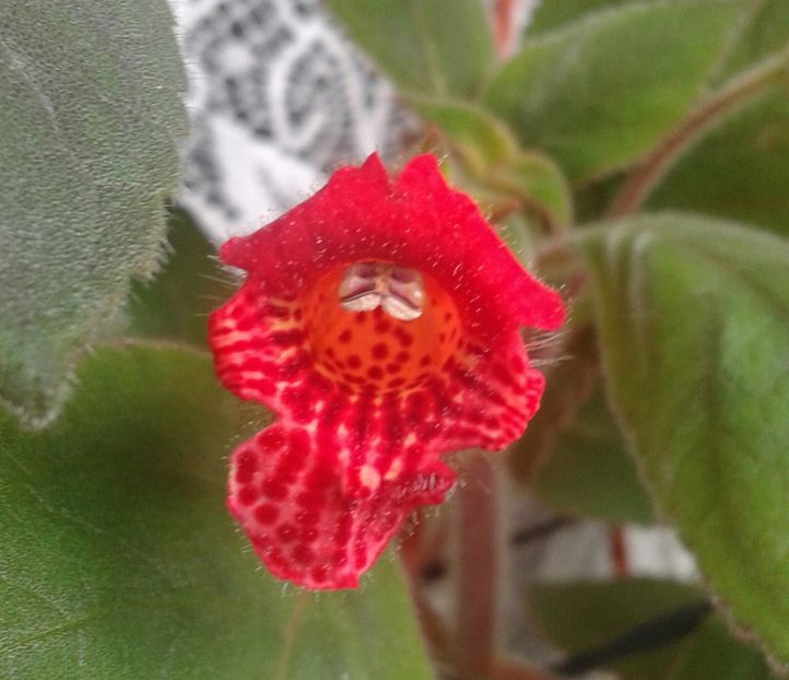 3- Eriantha - 2020- KOHLERIA