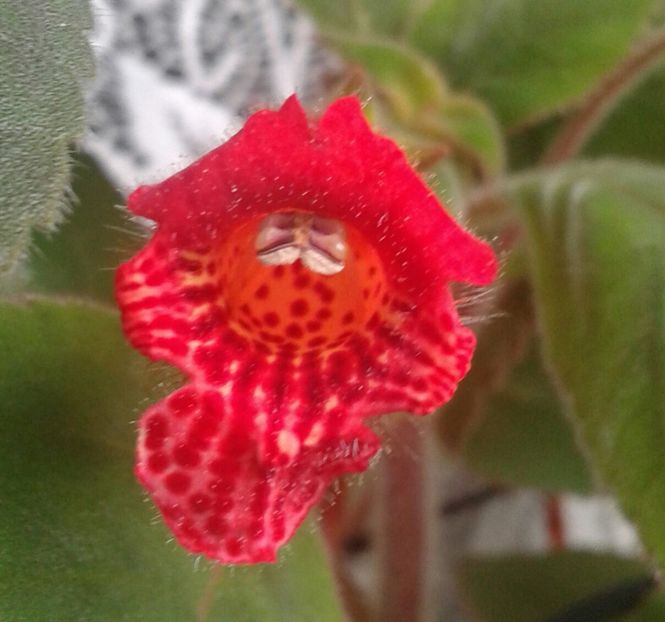 3- Eriantha - 2020- KOHLERIA