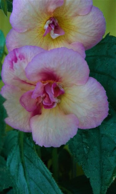  - 000012 ACHIMENES