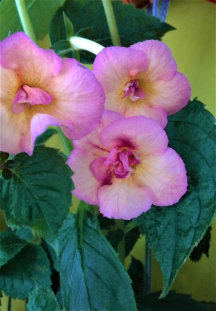  - 000012 ACHIMENES