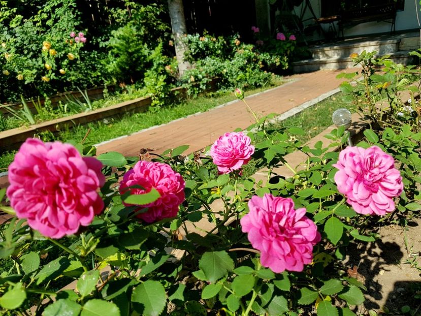 Sir John Betjeman - 2020_Roze_Gradina Rozelor