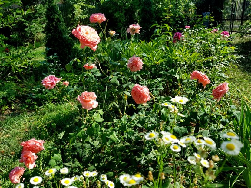 Laurent Cabrol - 2020_Roze_Gradina Rozelor