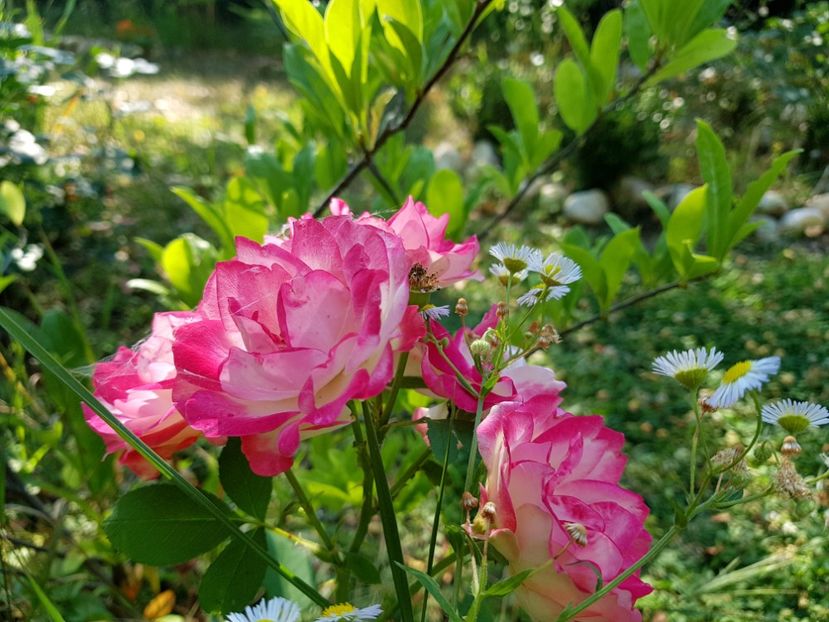 Jubilee de Prince Monaco - 2020_Roze_Gradina Rozelor