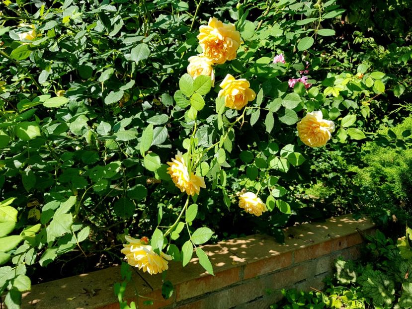 Golden Celebration - 2020_Roze_Gradina Rozelor