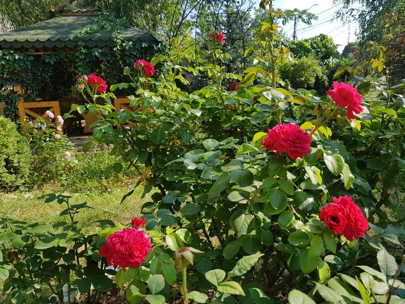 Red Leonardo da Vinci - 2020_Roze_Gradina Rozelor