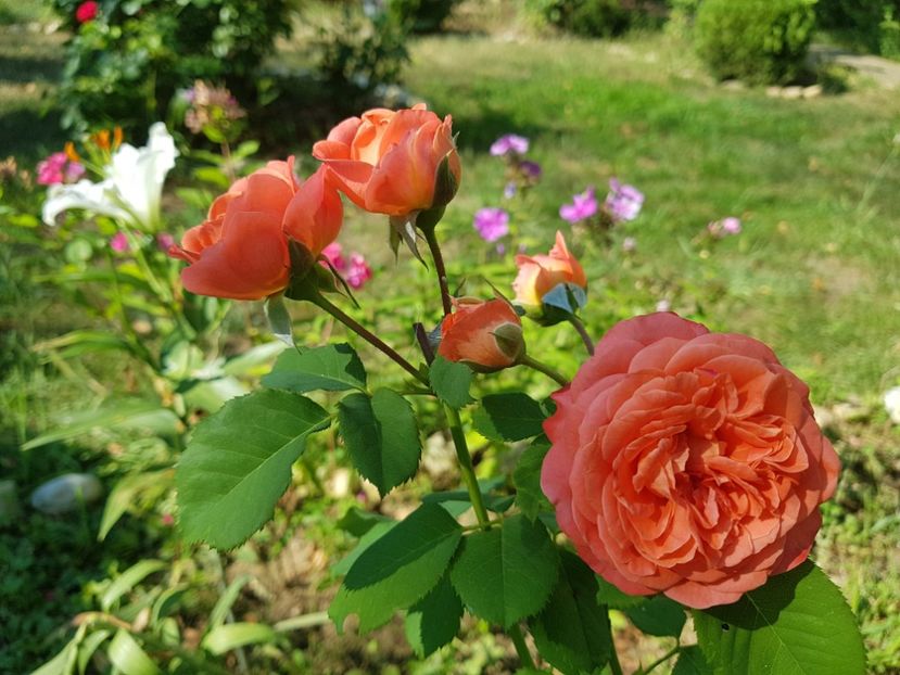 Emillien Guillot - 2020_Roze_Gradina Rozelor