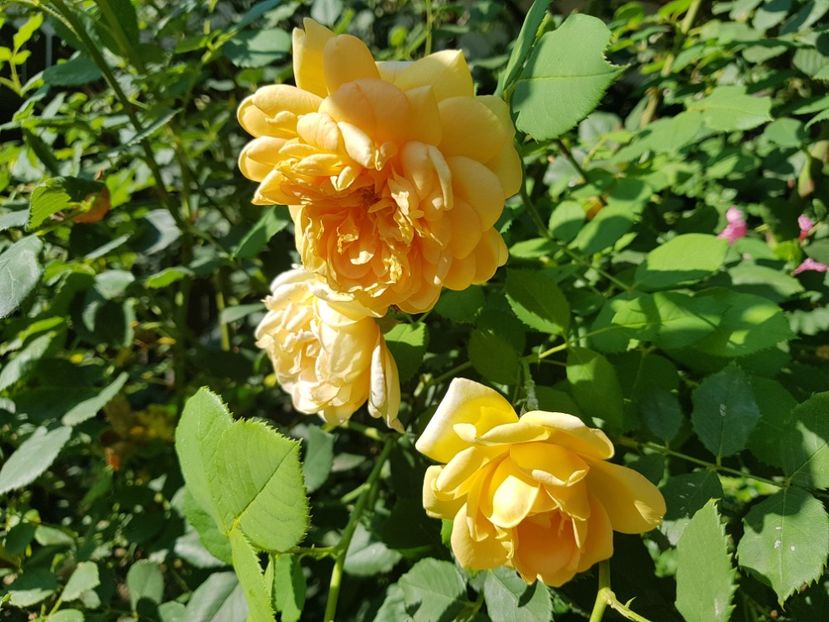 Golden Celebration - 2020_Roze_Gradina Rozelor